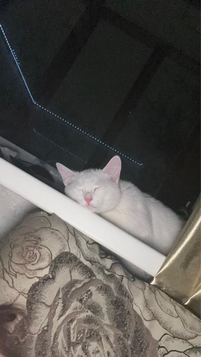 Отдам кота бесплатно