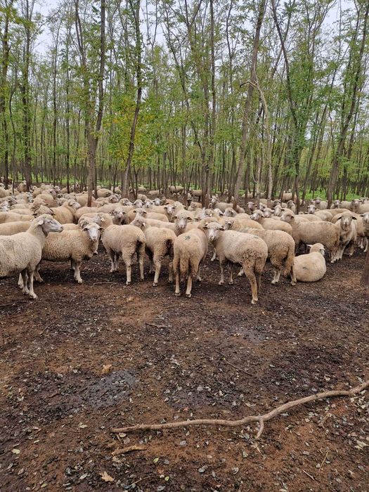 De vanzare 300 oi, 1000 lei/buc la alegere