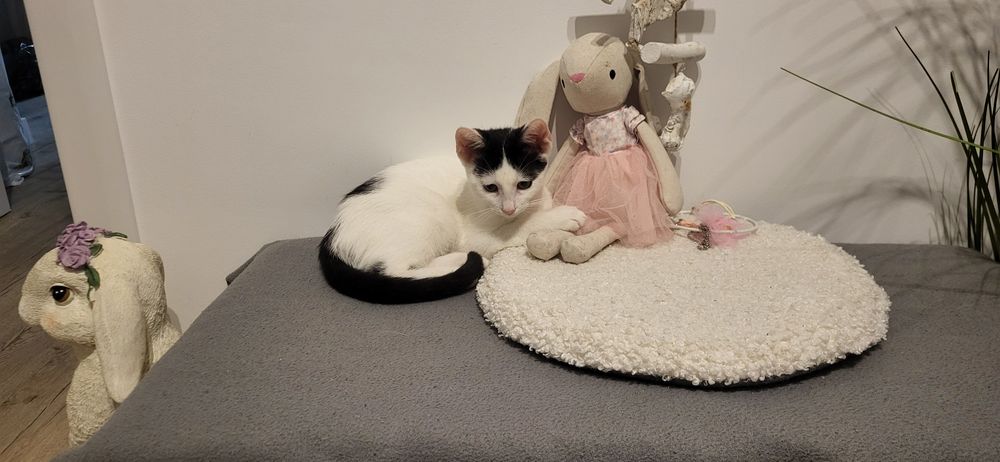 Gratis: Dau spre adoptie pui pisica femela blanda Tg Mures