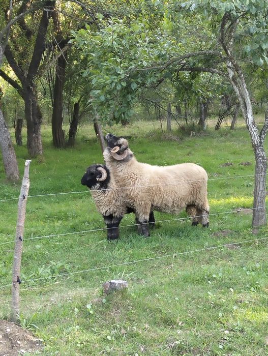 Vând Mior bucălău de Luncani