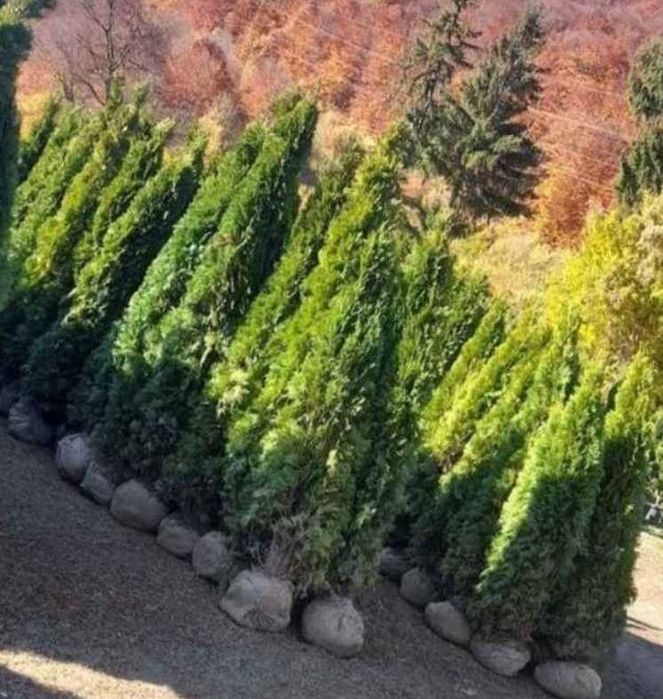 Selecție de Plante Premium – Verificare Video și Plantare pe Loc