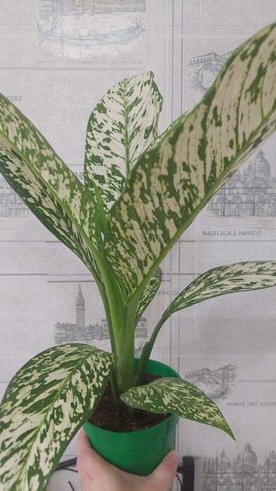 Продам цветы домашние Актобе