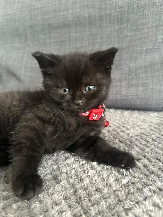 British black mascul