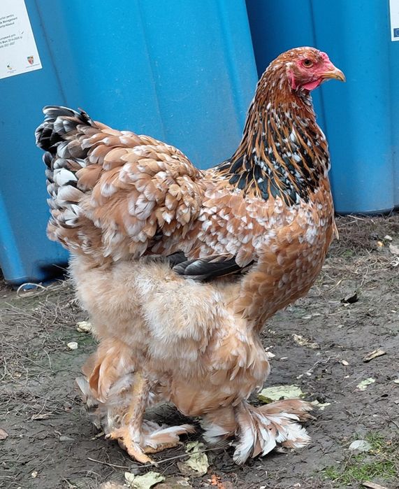 Disponibile gaini brahma