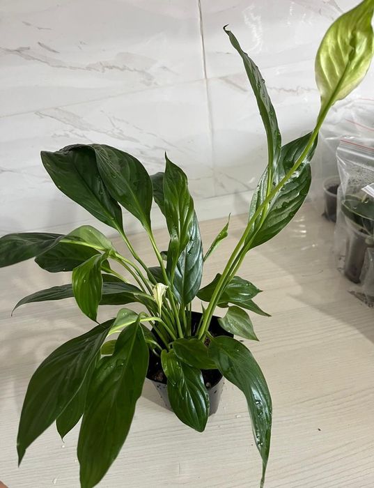 Комнатные растения