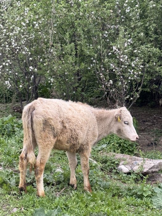 Продам 2 бычка две телки