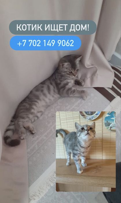 Котята ищут  дом