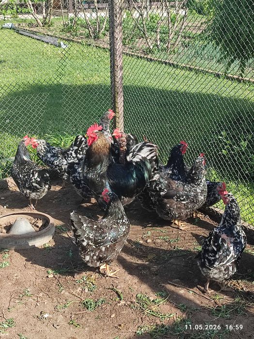 Găini Pita Pinta Asturiana