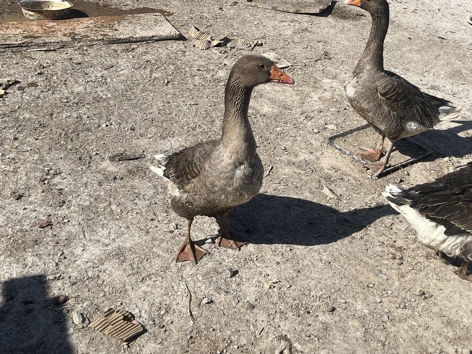 Еркек жас қаз сатылады