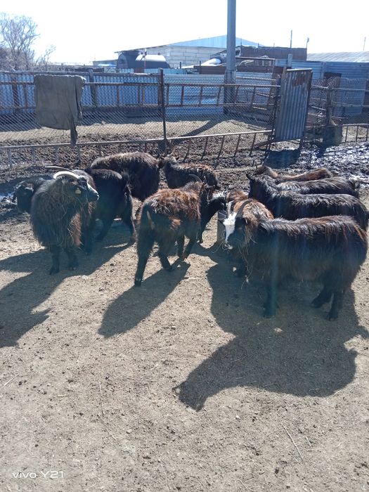 Продам коз разного возраста