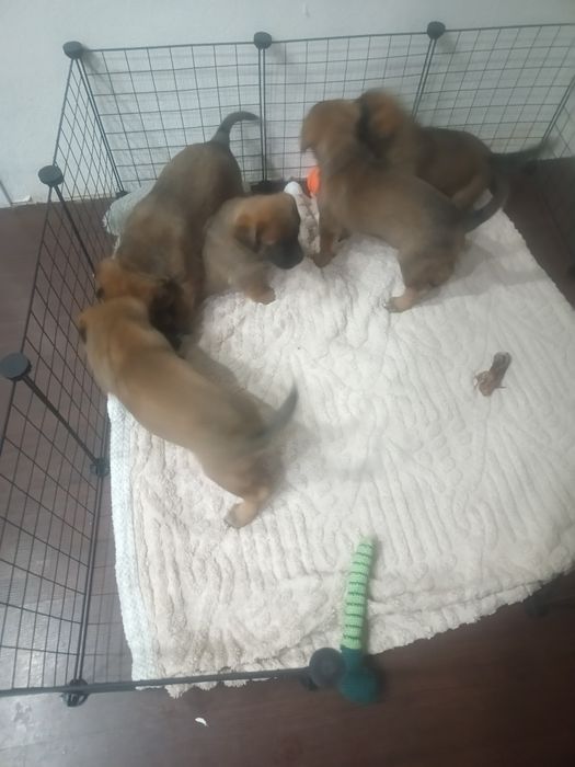 Продам щенков немце-корсо