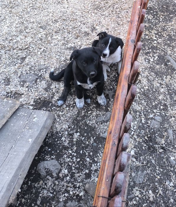 Отдам в хорошие и заботливые руки