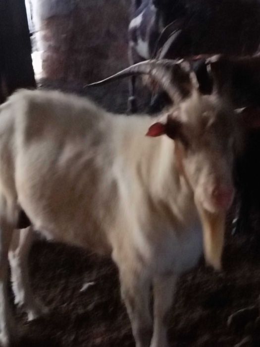 Vând țap metis boer