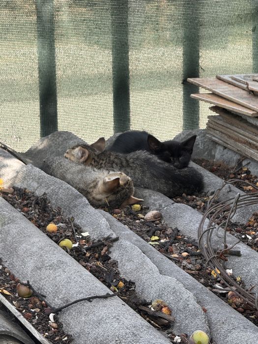 Подарявам котенца