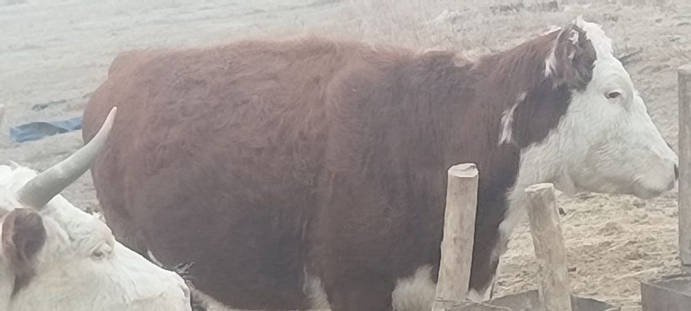 Сиыр сатылады 3 бас ак бас