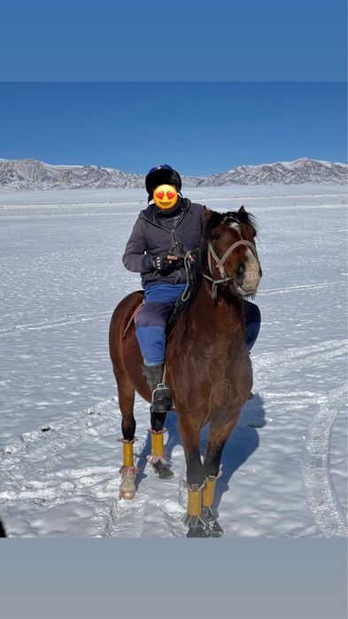 Айғыр Дончак 2018г