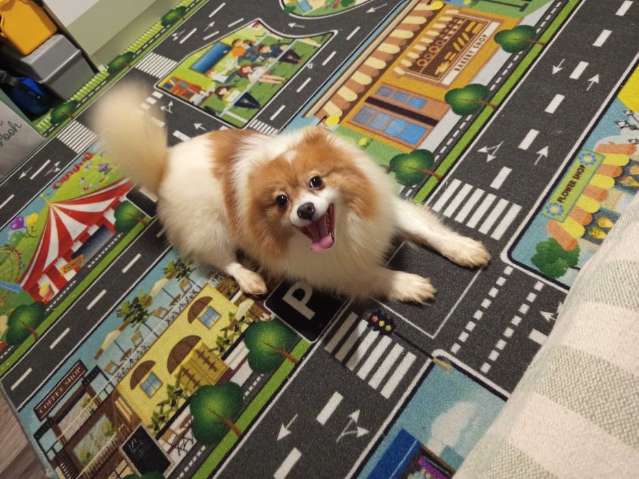 Подарявам мини шпиц