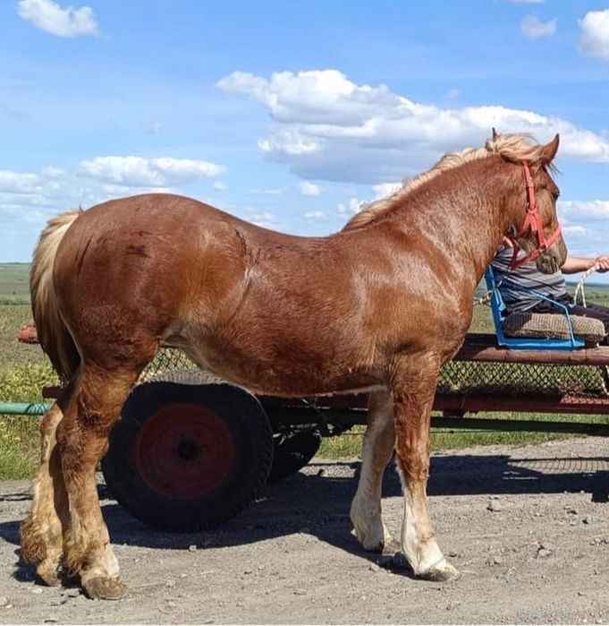 Manzǎ  semigrea de 14 luni