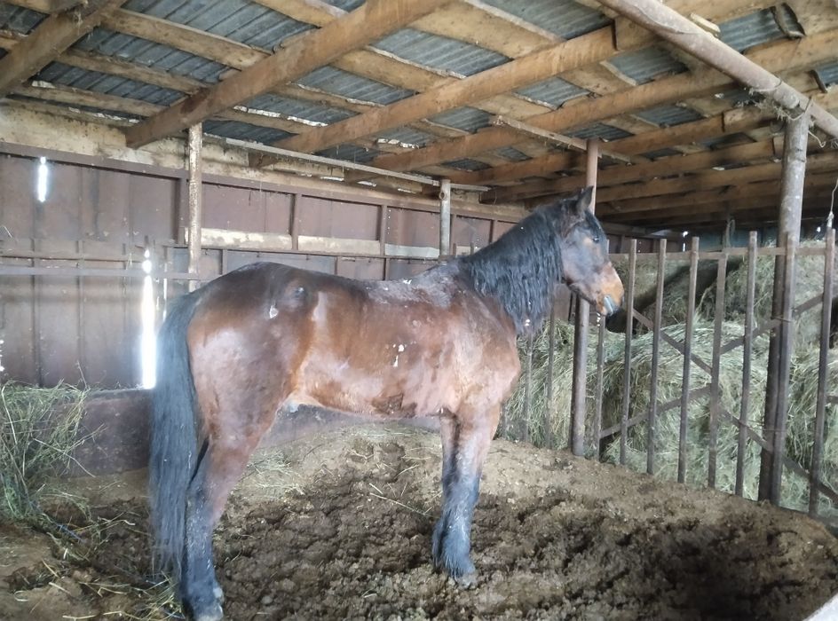 Продаем мерина обученный