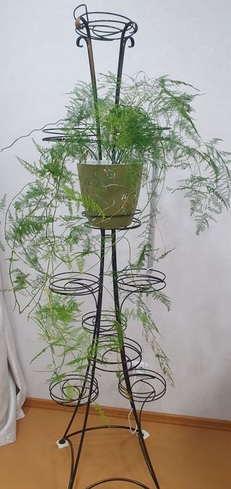 Аспарагус комнатные растения
