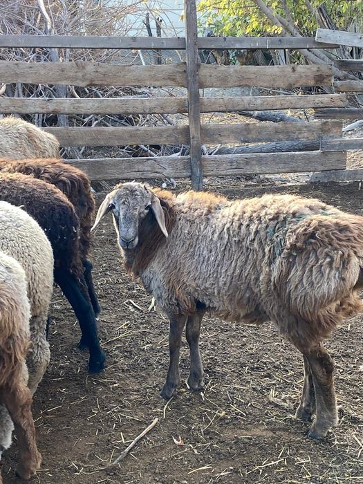 Семіз қошқарлар сатамын