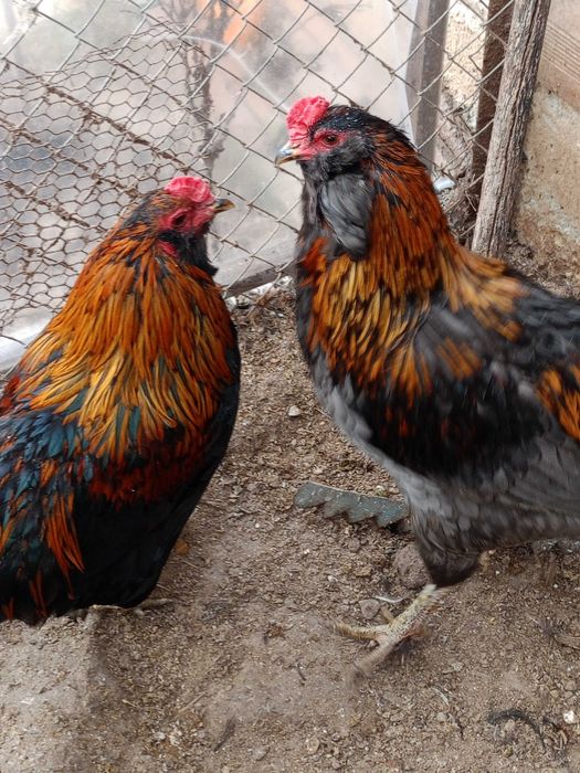 Продавам следните птици..