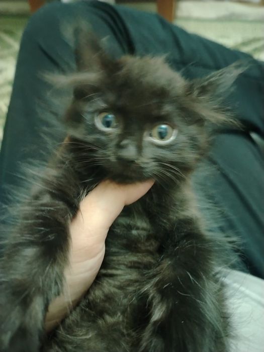 Котяк отдам добрый руки