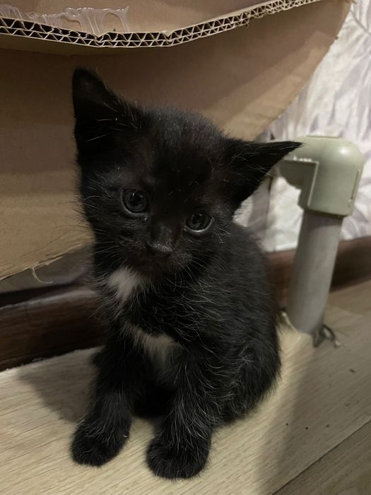 Отдам котят в хорошие руки