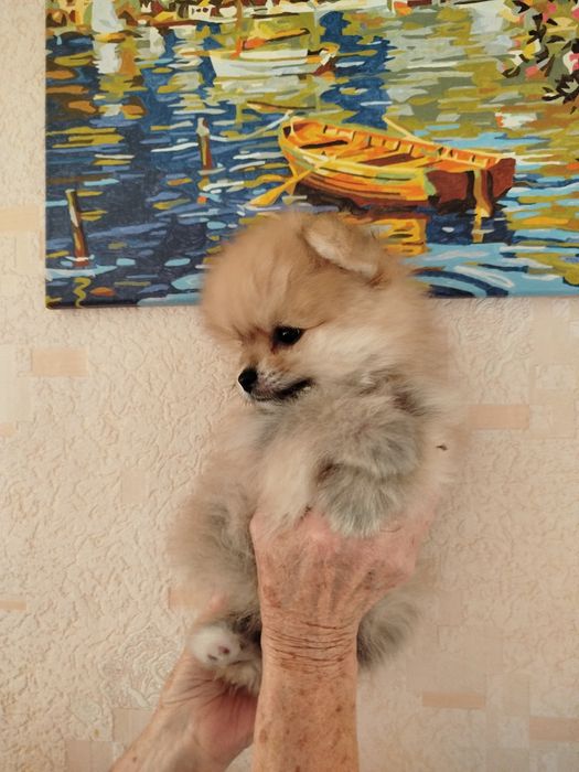 Мальчик малого шпица