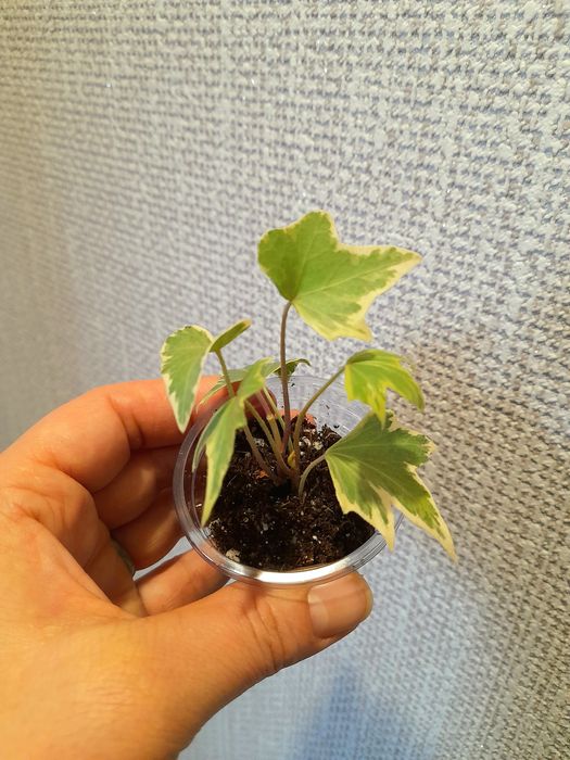 Продам Аглаонема Ред