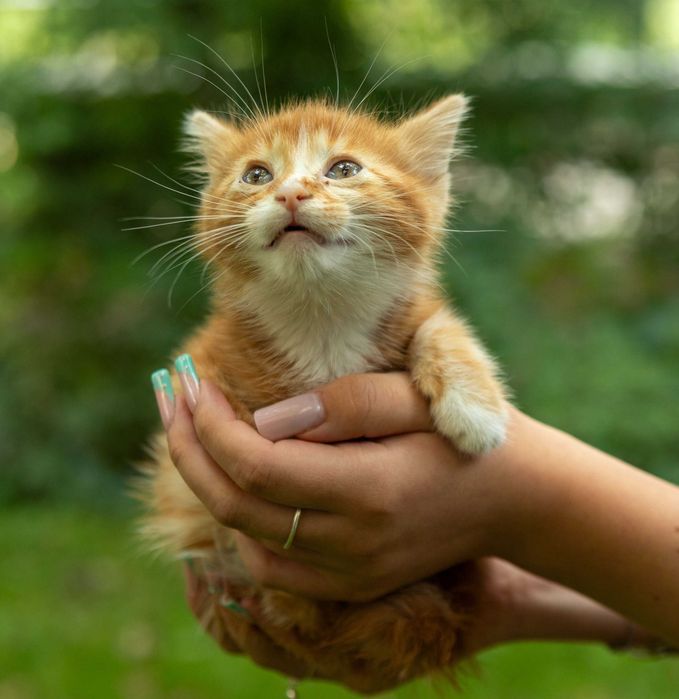Бесплатно котенок мальчик рыжий 2 месяца