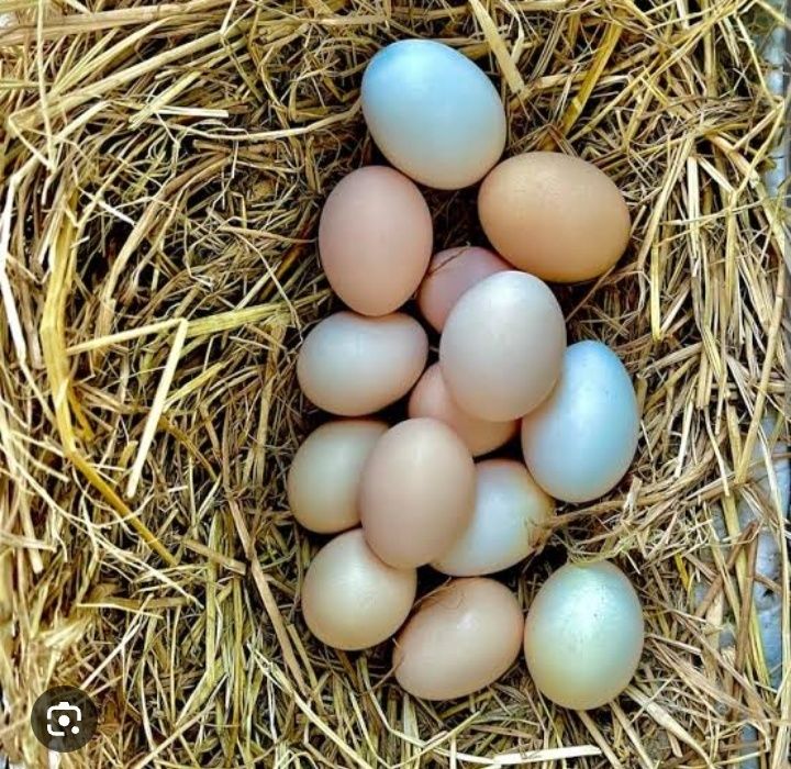 Инкубационные яйца