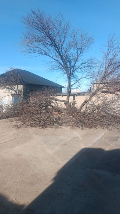 Отын тегін алып кетсе болды