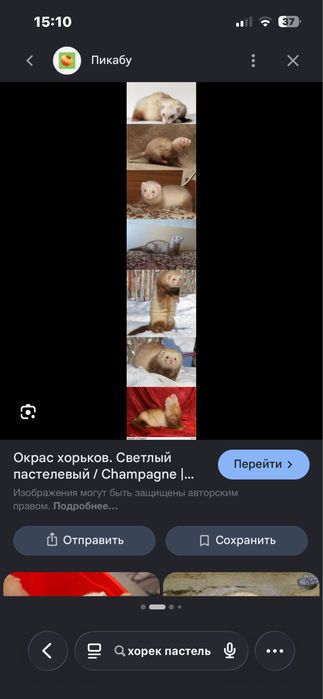 Хорек почти 2 месяца девочка