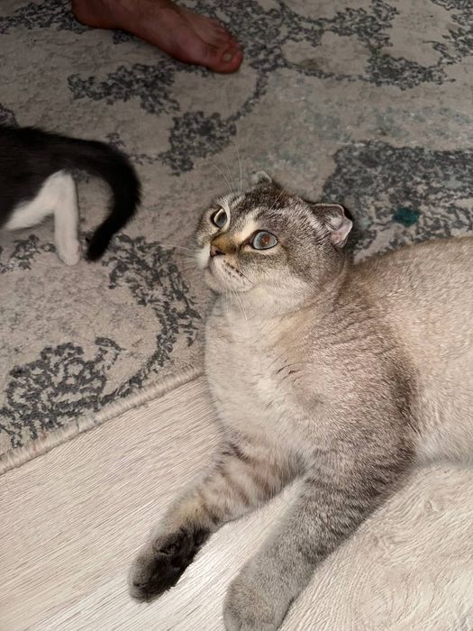 Скоттиш фолд продается