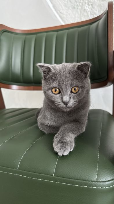 Котята Шотланки 4 мес