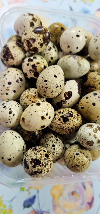 Инкубационное яйцо перепелиное