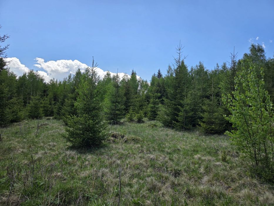 Vând teren Panaci