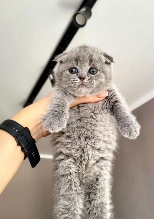 Котята скоттиш фолд