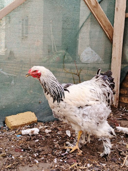 Хуразла сатилади