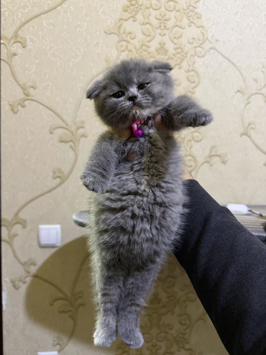 Скоттиш Фолд Девочка