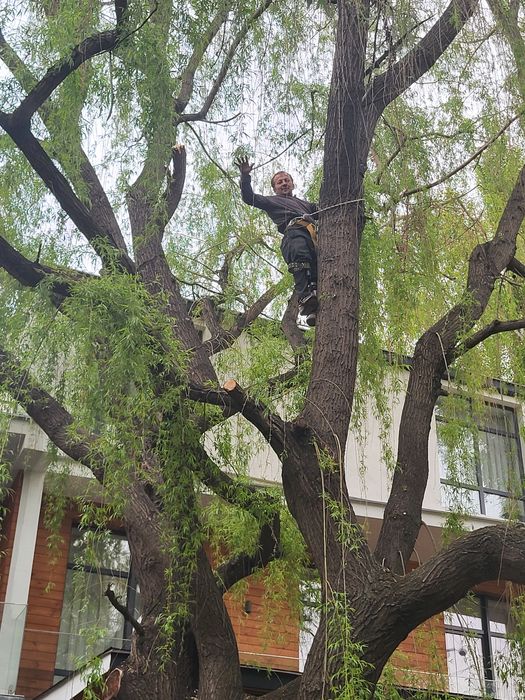 Спил деревьев агаш кесемиз