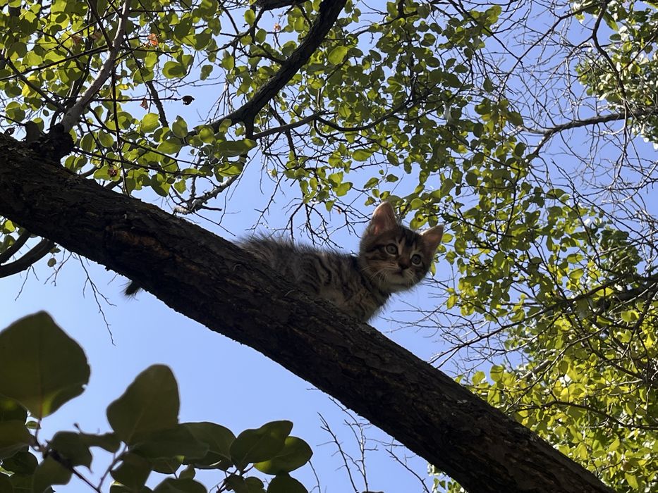 Отдам милых котят в добрые руки!