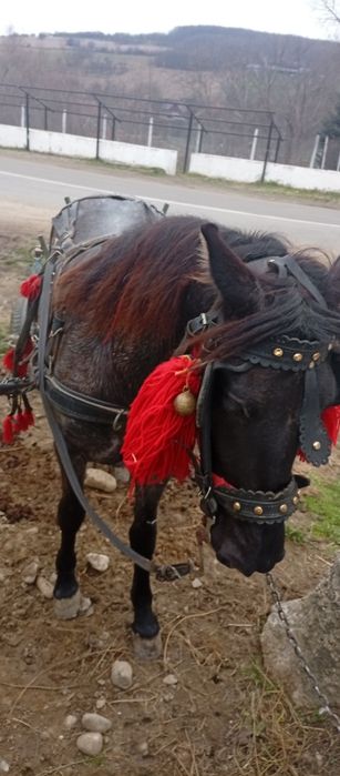 Vând mânză are un an și 3 luni mai multe detalii la Nr de telefon