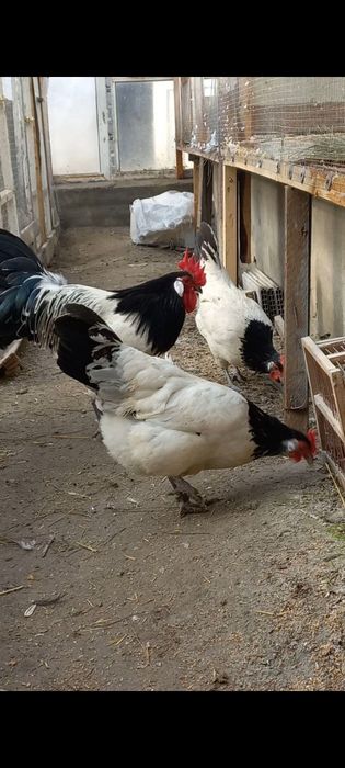 Lakenfelder(Germaniya) tuhumlari sotiladi