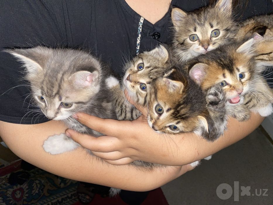 Продаются котята