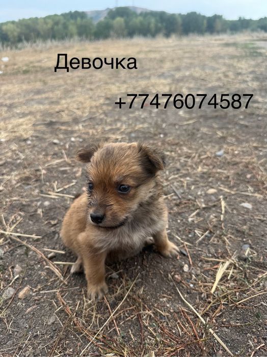 Щенки в добрые руки!!!