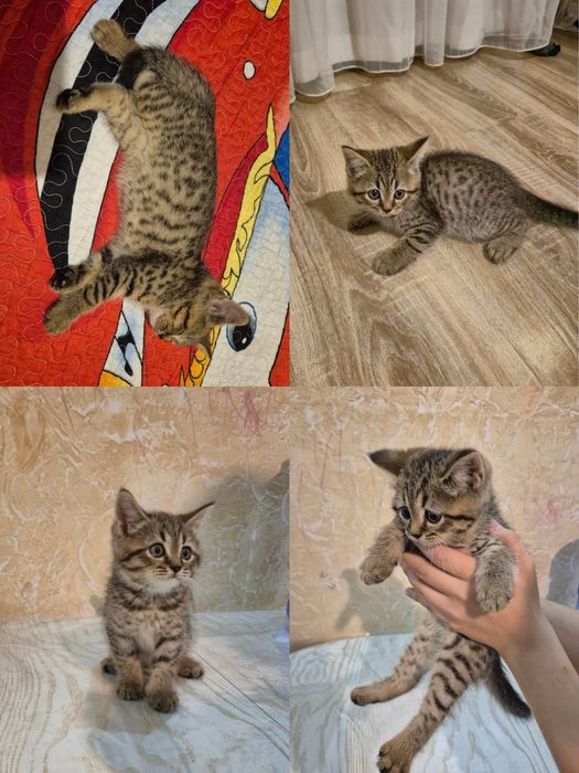 scottish straight va Scottish fold mushukchalari