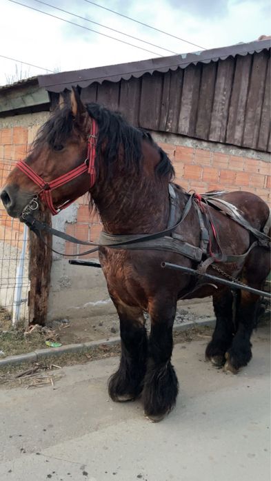 Armăsar ardenez de montă