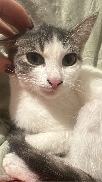 Отдам котенка в добрые руки домашний